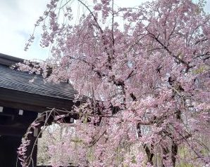 桜とさくらんぼの違いは アメリカンチェリーとの相違点も解説 らいふイキイキ お役立ち豆チャンネル