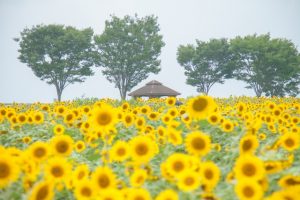 カーネーションの花言葉は怖い ゾッとする意味の色は らいふイキイキ お役立ち豆チャンネル