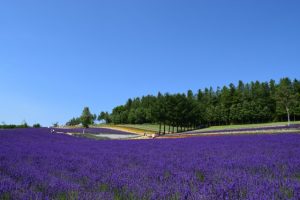 カーネーションの花言葉は怖い ゾッとする意味の色は らいふイキイキ お役立ち豆チャンネル