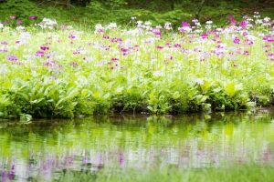 カーネーションの花言葉は怖い ゾッとする意味の色は らいふイキイキ お役立ち豆チャンネル