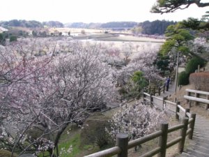 カーネーションの花言葉は怖い ゾッとする意味の色は らいふイキイキ お役立ち豆チャンネル