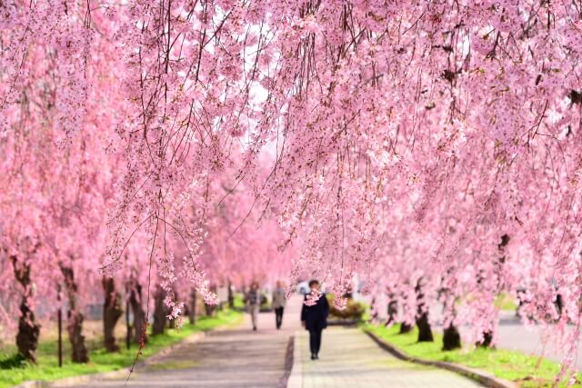 喜多方 しだれ桜
