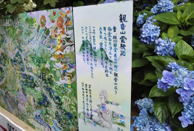 鎌倉 長谷寺 あじさい