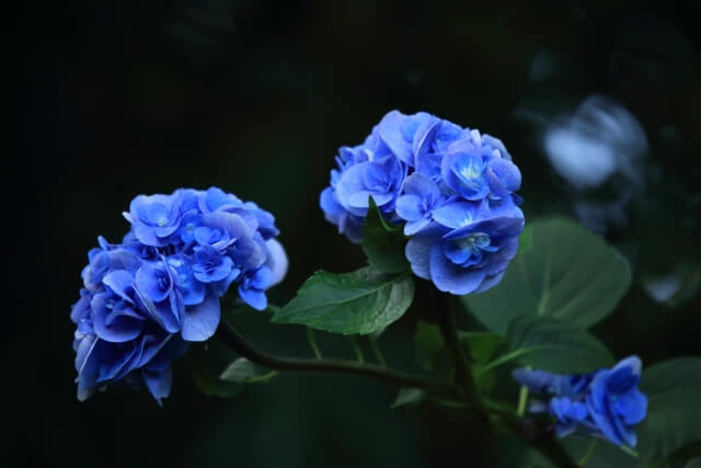 紫陽花の花言葉は怖い 悲しい意味や良い意味まで解説 らいふイキイキ お役立ち豆チャンネル