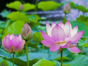 オオイヌノフグリの名前の由来や別名は ネモフィラとの違い らいふイキイキ お役立ち豆チャンネル