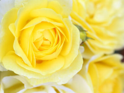 黄色い バラ