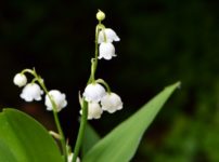 ネモフィラの花言葉と色別の意味は 由来や神話も解説 らいふイキイキ お役立ち豆チャンネル