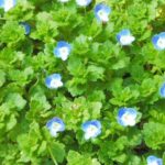 オオイヌノフグリの名前の由来や別名は ネモフィラとの違い らいふイキイキ お役立ち豆チャンネル